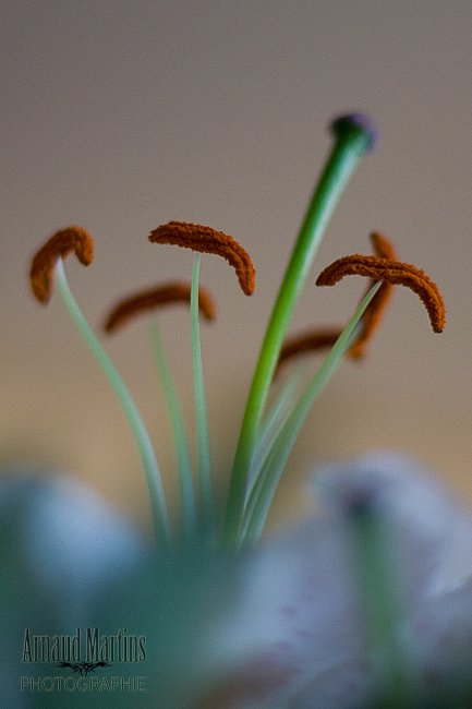 IMG-1243.jpg