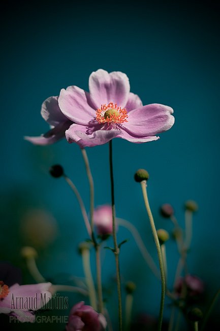 Nuclear Anemone