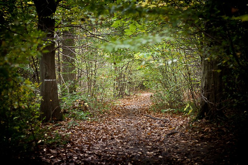 Sous bois