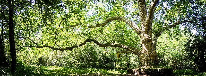 IMG-3525-Panorama.jpg